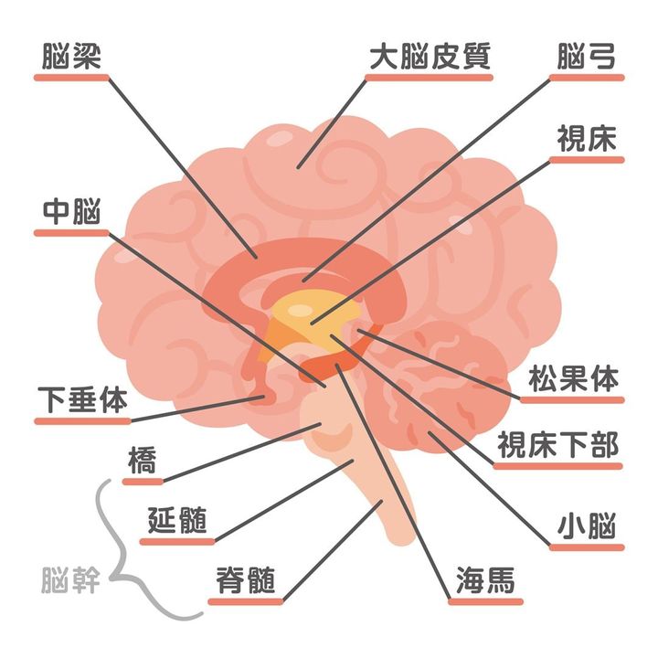 脳構造図