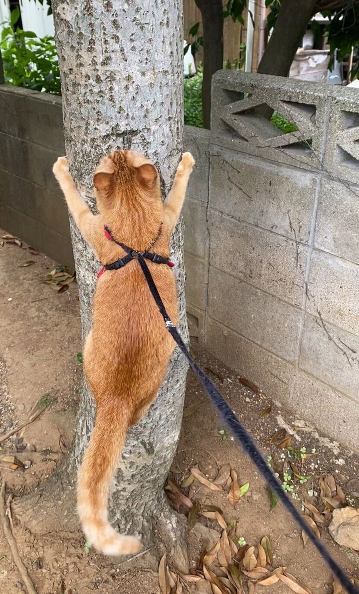 木にしがみつく茶トラ猫のつぶちゃん