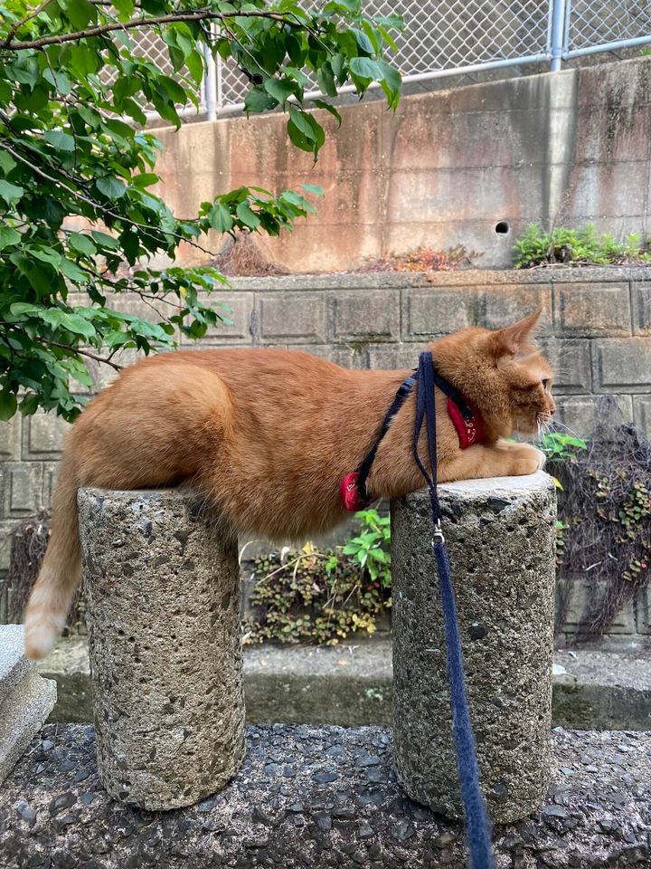 2つの円柱ブロックにまたがってスフィンクス座りをする猫ちゃん