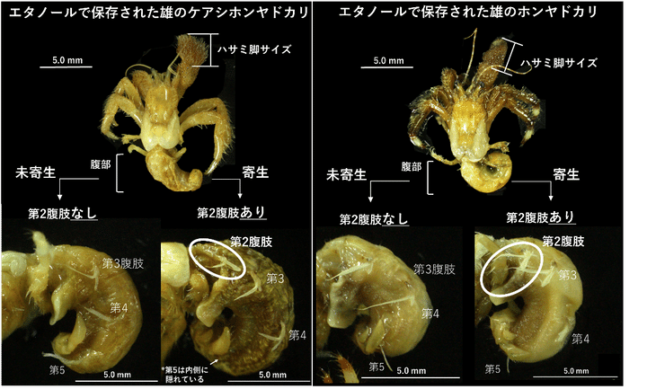 寄生虫に操られたヤドカリの性別はこう変わる