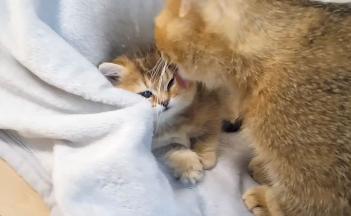 母猫に起こされた子猫