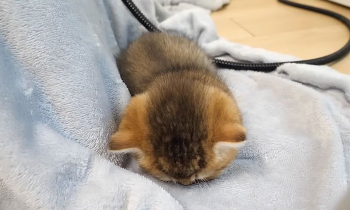 お昼寝していた子猫