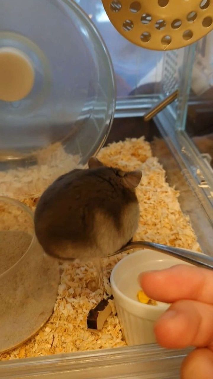 画像はけまりさんちの仲間たち（＠kemari_no_ouchi）さん提供、再掲