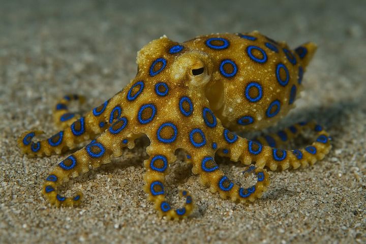 Hontoniatta-Hyomondako