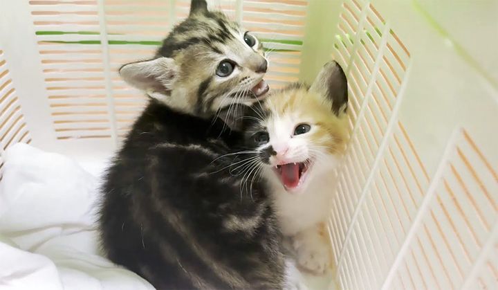 保護された子猫達