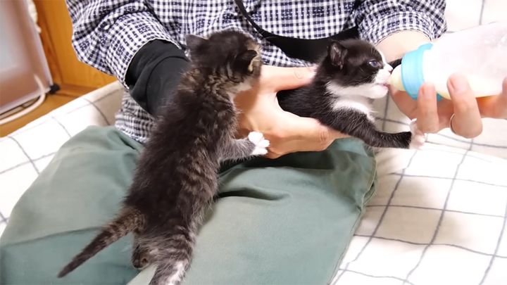 ミルクを飲む子猫と邪魔する子猫