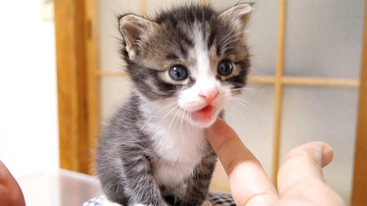 ミルクが飲みたい子猫