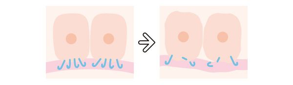 釣り針のような構造の17型コラーゲン。減少すると白さが阻害されハリも低下