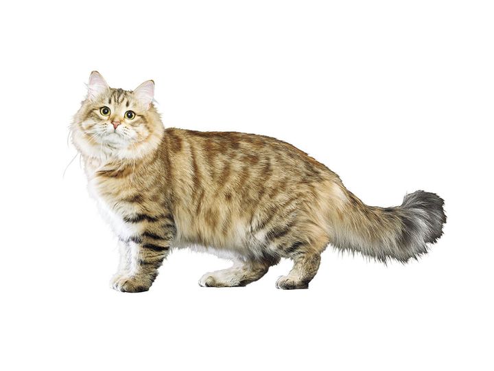 サイベリアン