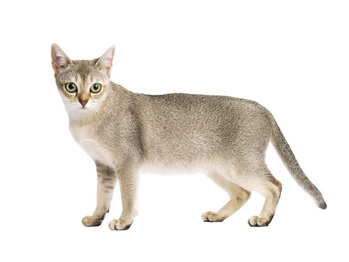 シンガプーラ