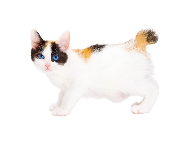 ジャパニーズボブテイル