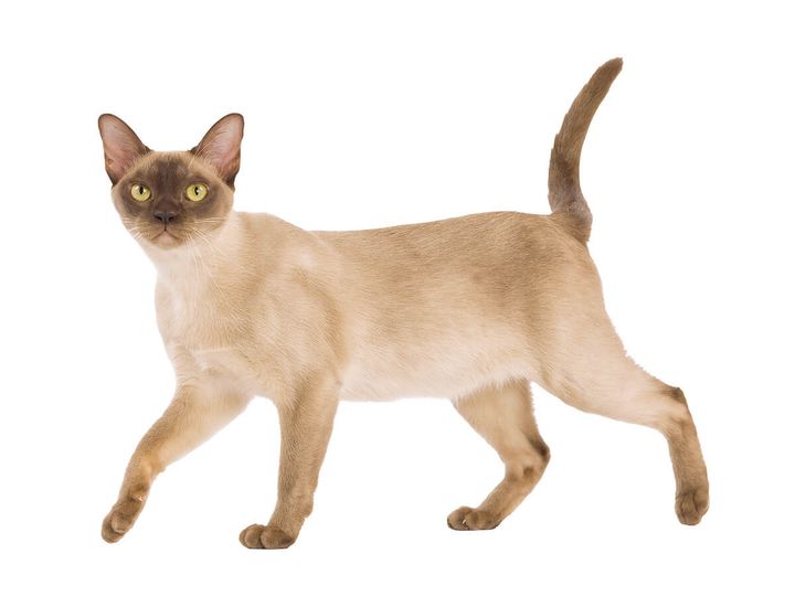 ヨーロピアンバーミーズ