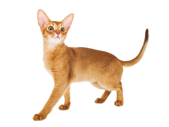 アビシニアン