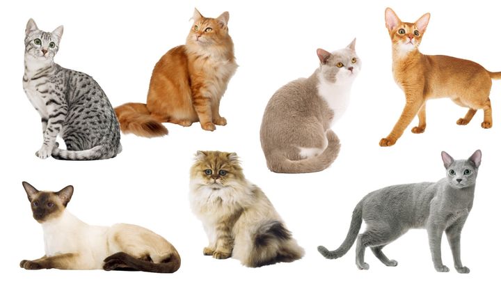 エジプシャンマウ、ペルシャ、ノルウェージャンフォレストキャット、シャム、ブリティッシュショートヘア、アビシニアン、ロシアンブルー
