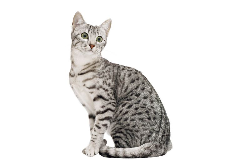 エジプシャンマウ