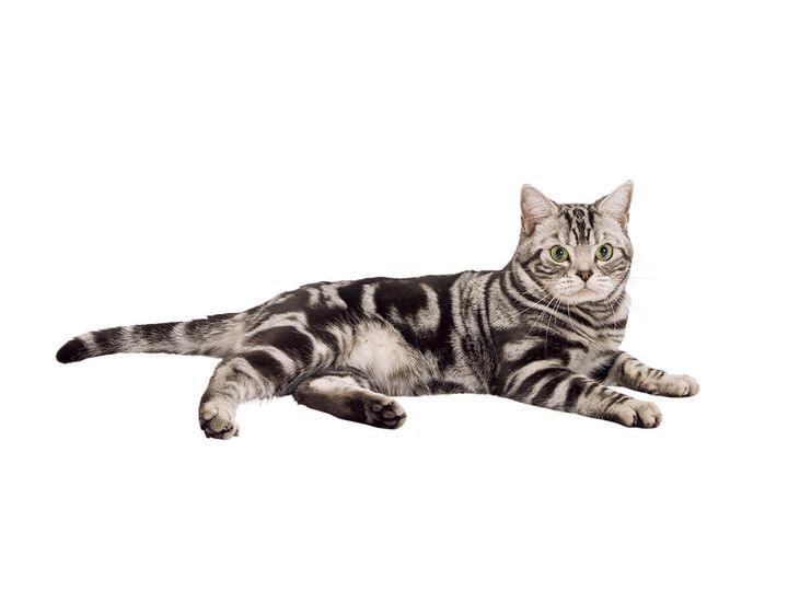 アメリカンショートヘア