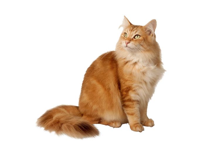 ノルウェージャンフォレストキャット