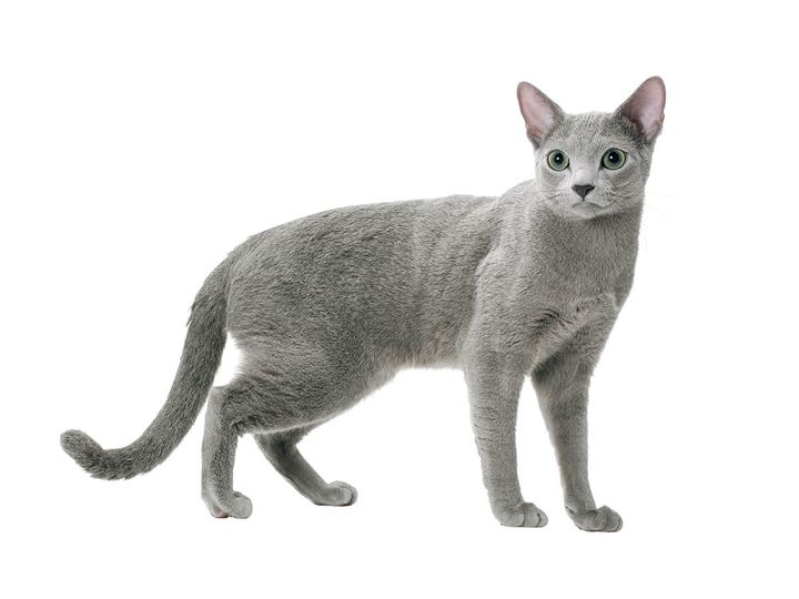 ロシアンブルー