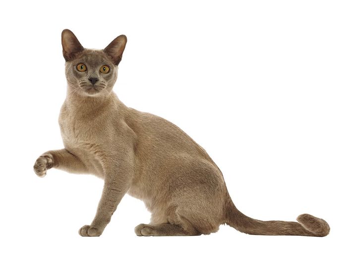 バーミーズ