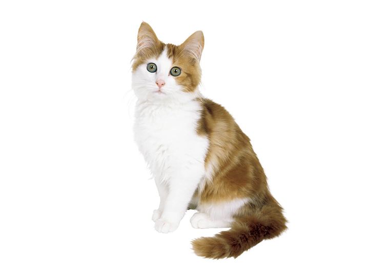 ターキッシュアンゴラ