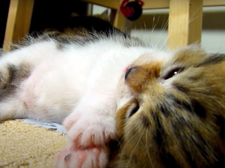 すごく眠そうなのに……？