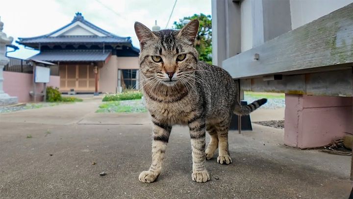 猫島のお寺で遭遇した猫