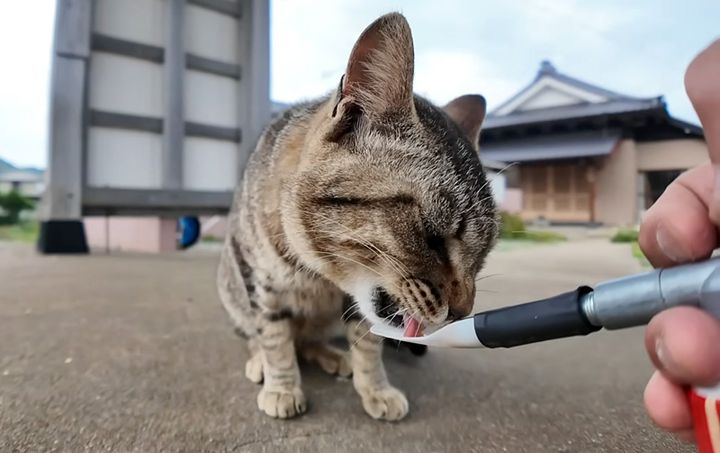 ちゅ〜るを食べる猫