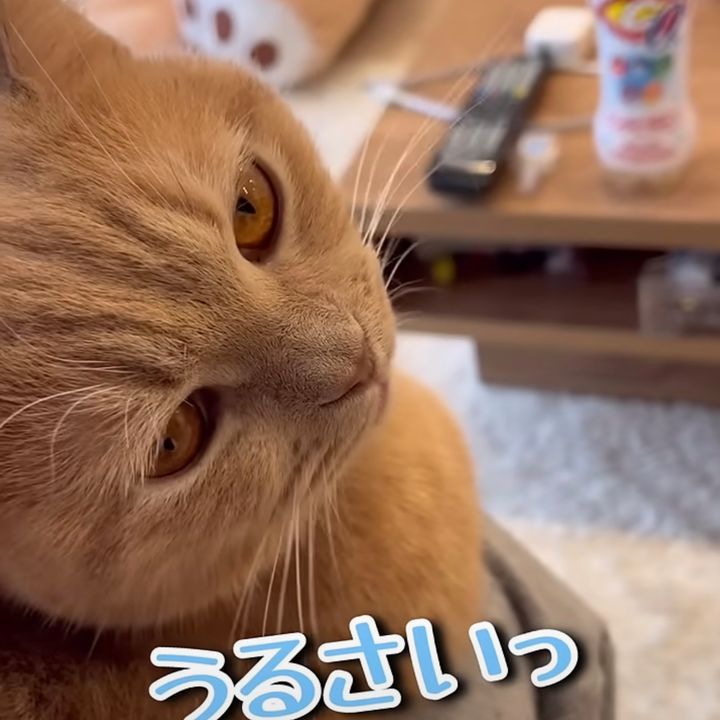 失礼な物言いだけには無言の猫、2度も聞かれて怒りの返事