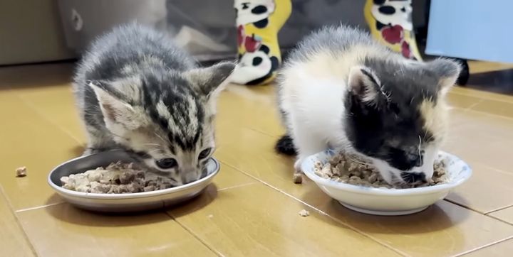 ご飯を食べる子猫達