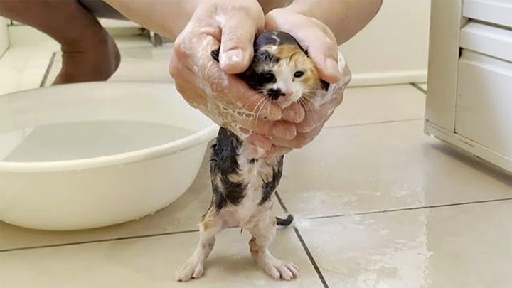 体を洗われる子猫