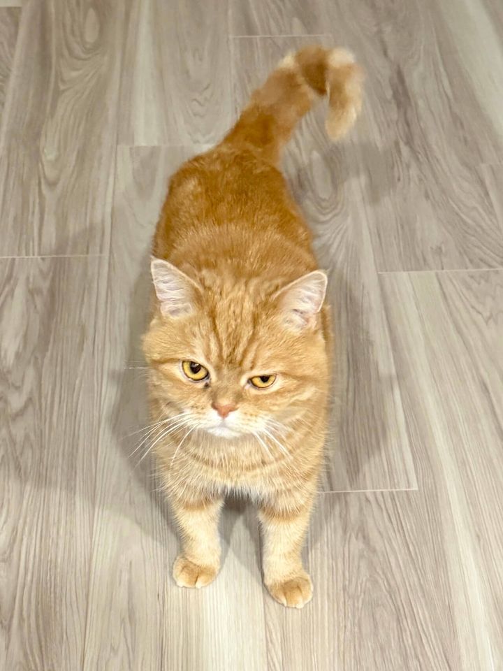 スコティッシュフォールドのにゃむちゃん