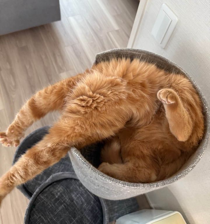 キャットタワーの上でひっくり返っている猫ちゃん