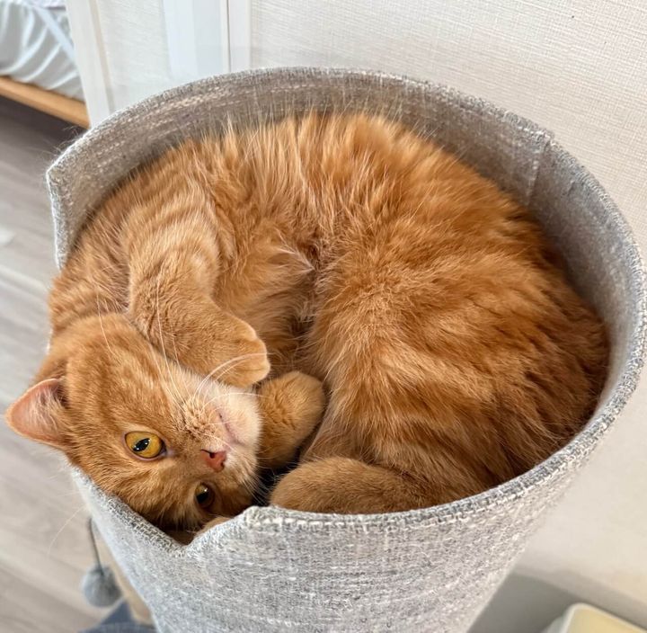 普段のにゃむちゃん