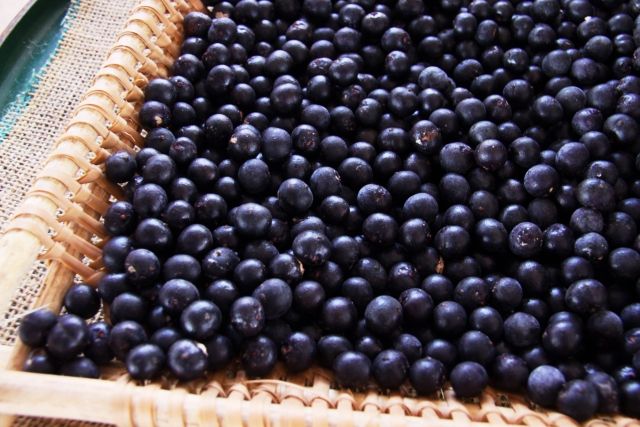 収穫されたアサイーがカゴに入っている