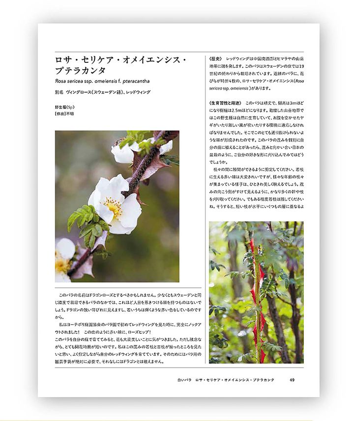 ロサ・セリケア・オメイエンシス・プテラカンタ