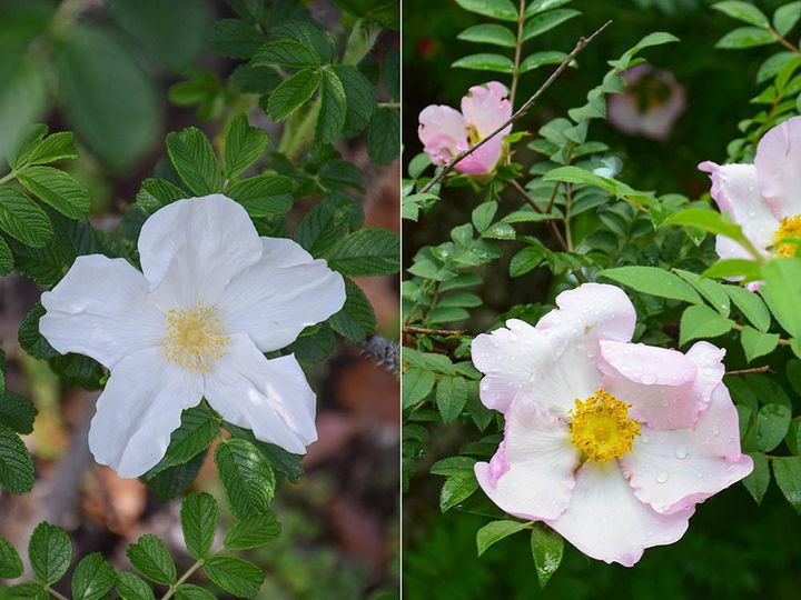 ロサ・ルゴーサ・アルバとロサ・ヒルトゥーラ