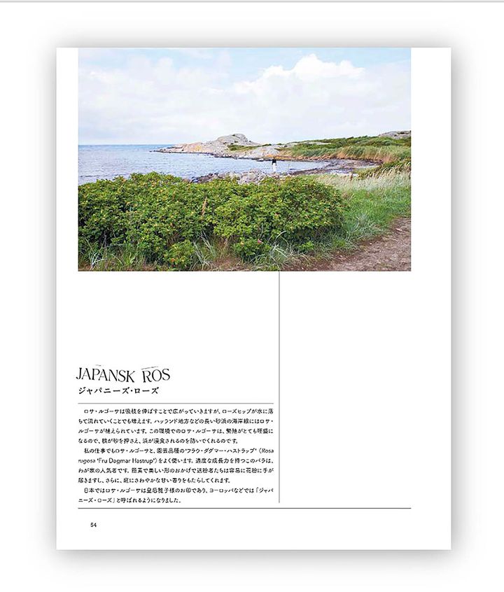 『庭を彩る野バラ 野生種とその近縁のバラ38種』