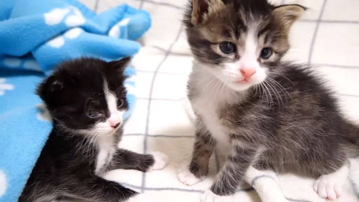 ソファーで遊ぶ子猫達