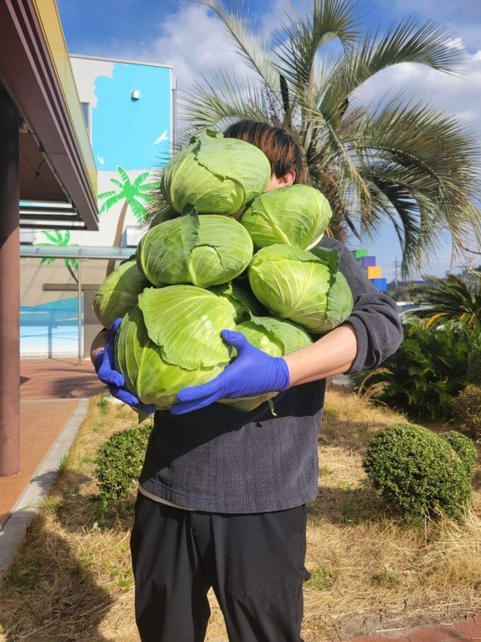 キャベツ抱え放題の様子