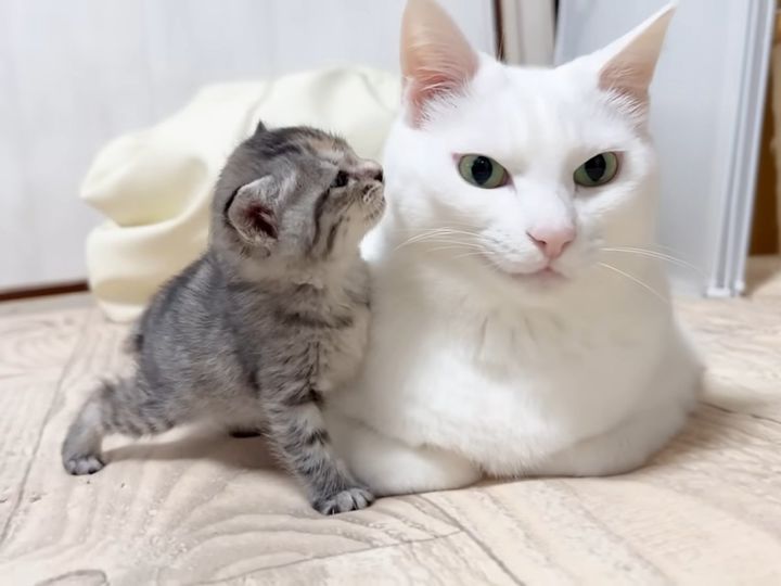 子猫が向かった先は…「ミルクおじさん」？