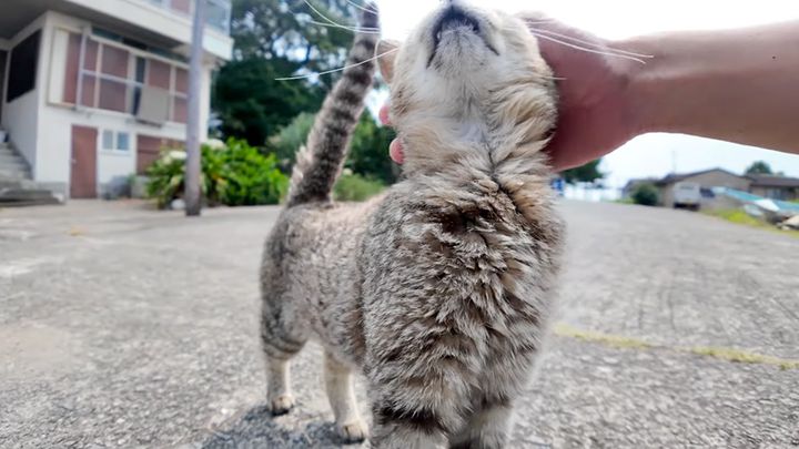 ナデナデを堪能する猫