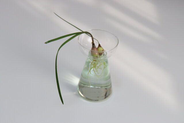 ダイソー姉妹店 スタンダードプロダクツ スタンダードプロダクツ 水耕栽培 使用例