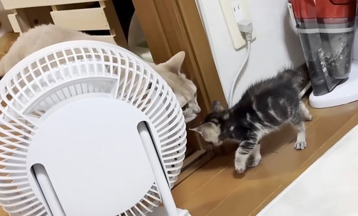 子猫が気になる猫