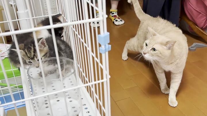 保護子猫達が気になる猫