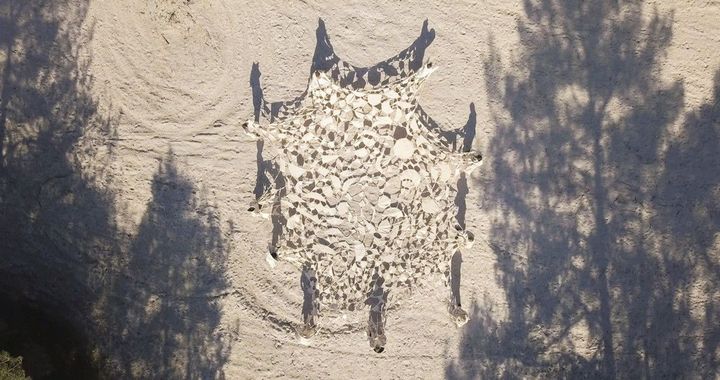 Nefeli Papadimouli | 《Être forêts (We Are Forests) 》| 2021 | Video installation | 13分43秒 ©Nefeli Papadimouli- Collection FRAC Grand Large — Hauts-de-France