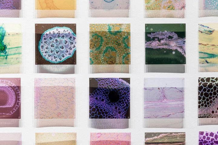 マリィ・クラーク《私を見つけましたね：目に見えないものが見える時》（部分）2023年、顕微鏡写真・アセテート、作家蔵（ヴィヴィアン・アンダーソン・ギャラリー） Installation view of Between Waves, Australian Centre for Contemporary Art, Melbourne. Photo; courtesy Andrew Curtis © Maree Clarke