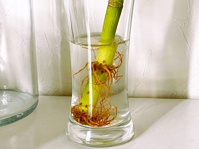 ダイソー ミリオンバンブー 水栽培