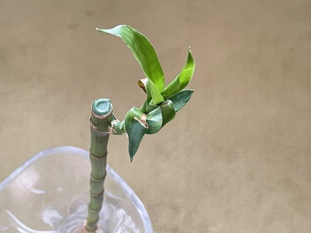 ダイソー ミリオンバンブー 風水効果