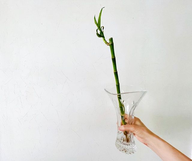 ダイソー ミリオンバンブー 風水 本数