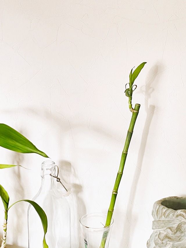 ダイソー ミリオンバンブー ドラセナ・サンデリアーナ